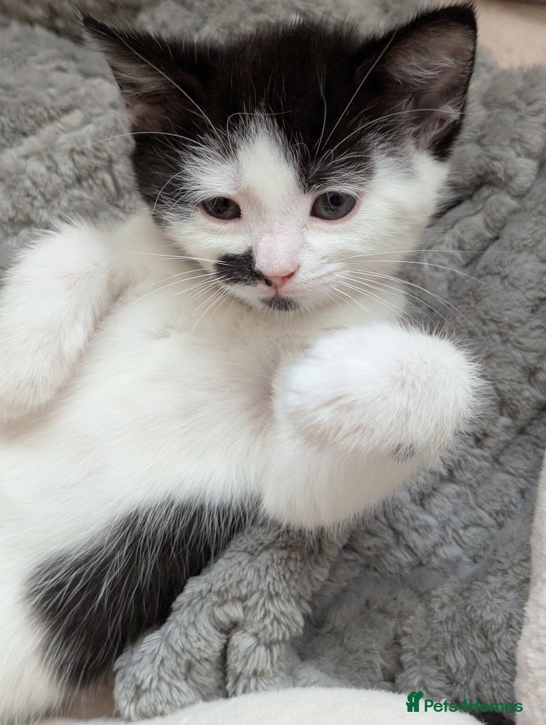 Domestic Shorthair cats for sale: Domestic Shorthair Female Kitten Available Now in Salisbury - Image 5