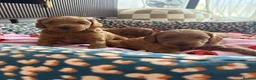 Australian Labradoodle dogs for sale: *LAST PUPPY* - Australian Labradoodles Puppies 🐾 - Advert 9