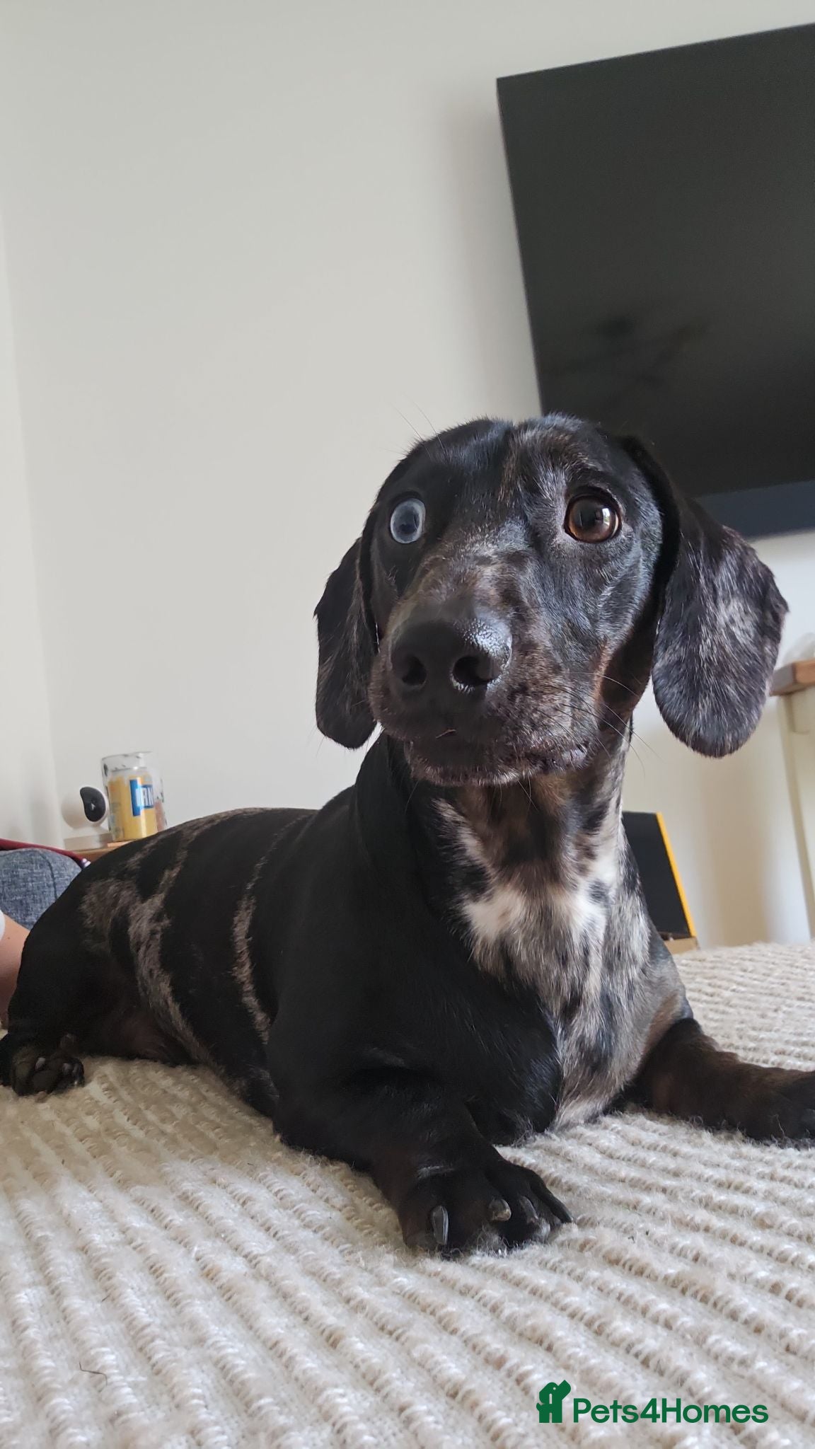 Dachshund dogs Stunning Standard Dachshund Male - Advert 4