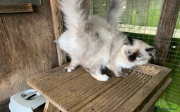 Ragdoll cats for sale: Ragdoll  - Image 4