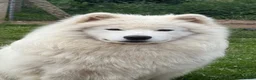 Samoyed dogs for stud: Stunning samoyed available for stud - Advert 3