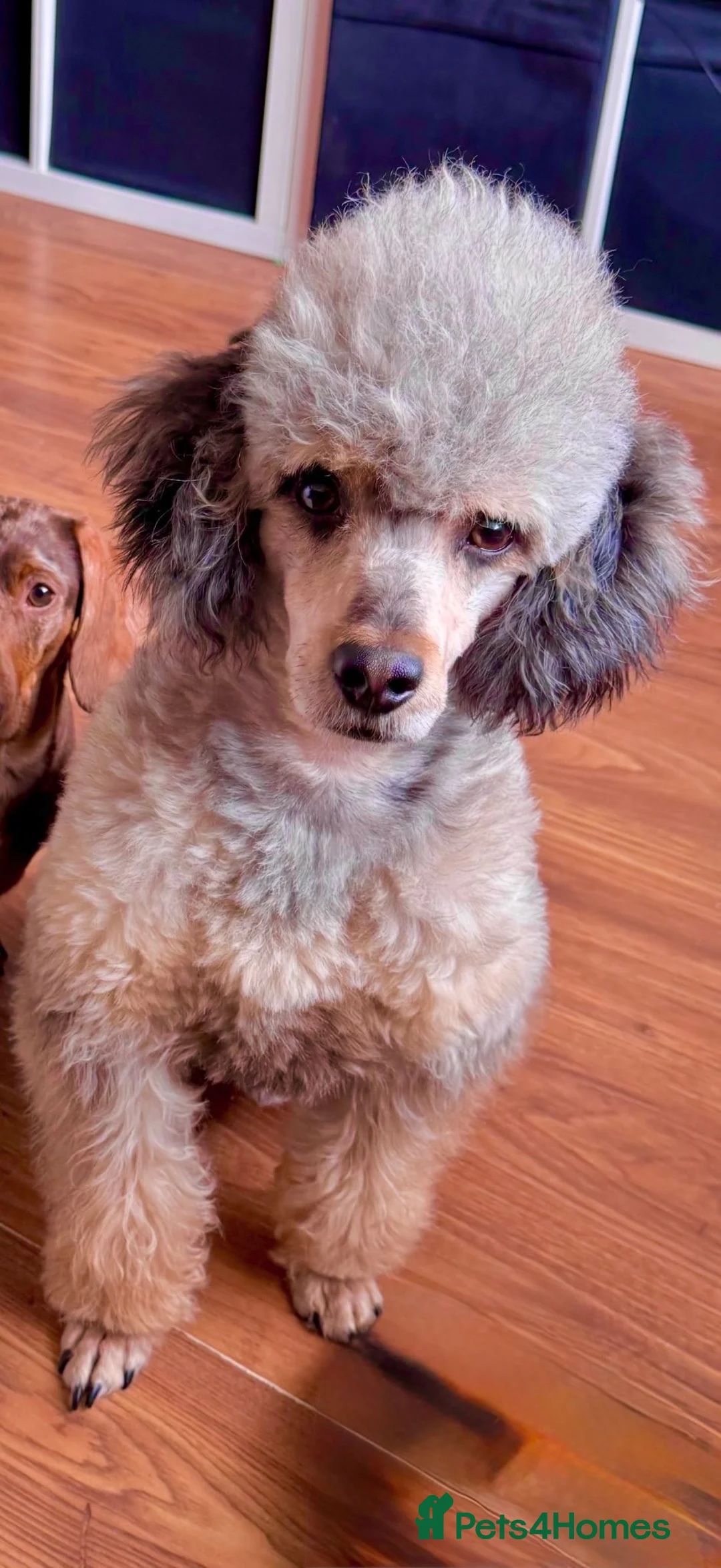 Miniature Poodle dogs for stud: PROVEN BLUE MERLE PHANTOM MINI POODLE DNA TESTED - Advert 1