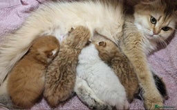 British Shorthair cats for sale: British shorthair Pedigree Neutered  - Image 6