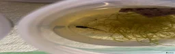 Frog reptiles for sale: 3 tinc azureos tadpoles ready to go  in Milton Keynes - Advert 2