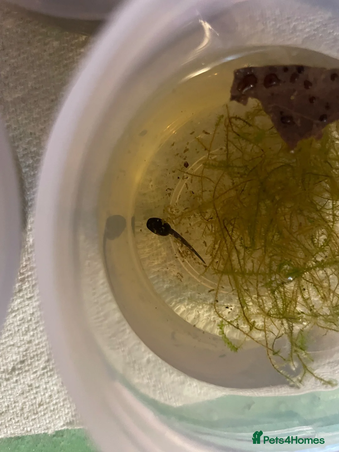 Frog reptiles for sale: 3 tinc azureos tadpoles ready to go  in Milton Keynes - Advert 2
