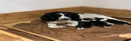Sprollie dogs for sale: Sprollie puppies for sale in Scotland in Lanark - Advert 2