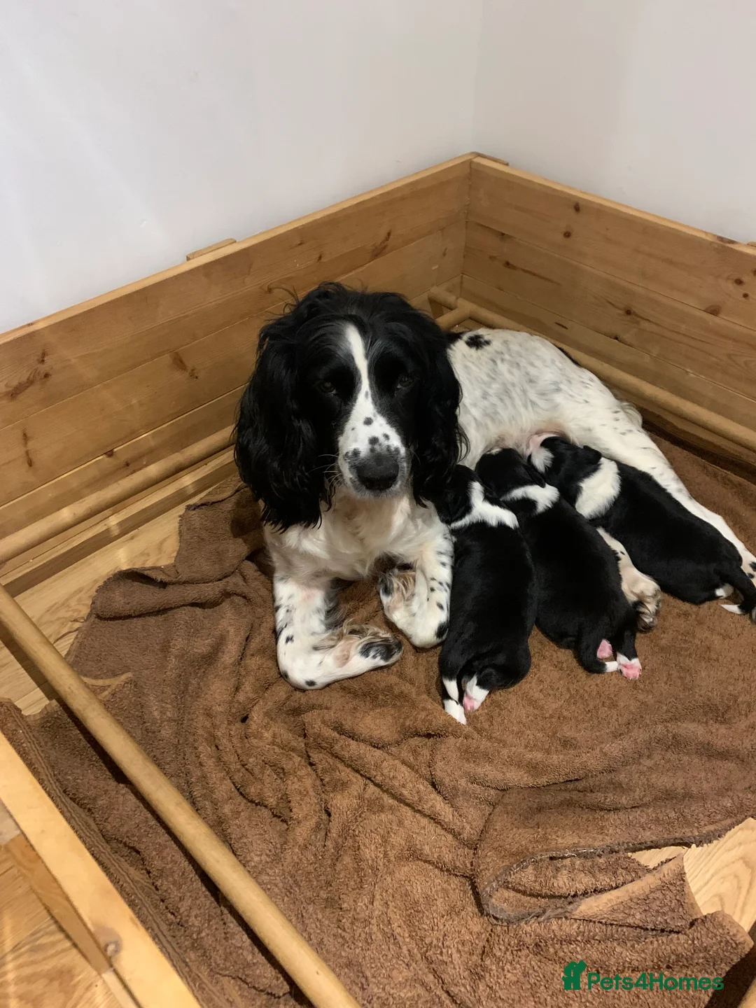 Sprollie dogs for sale: Sprollie puppies for sale in Scotland in Lanark - Advert 2