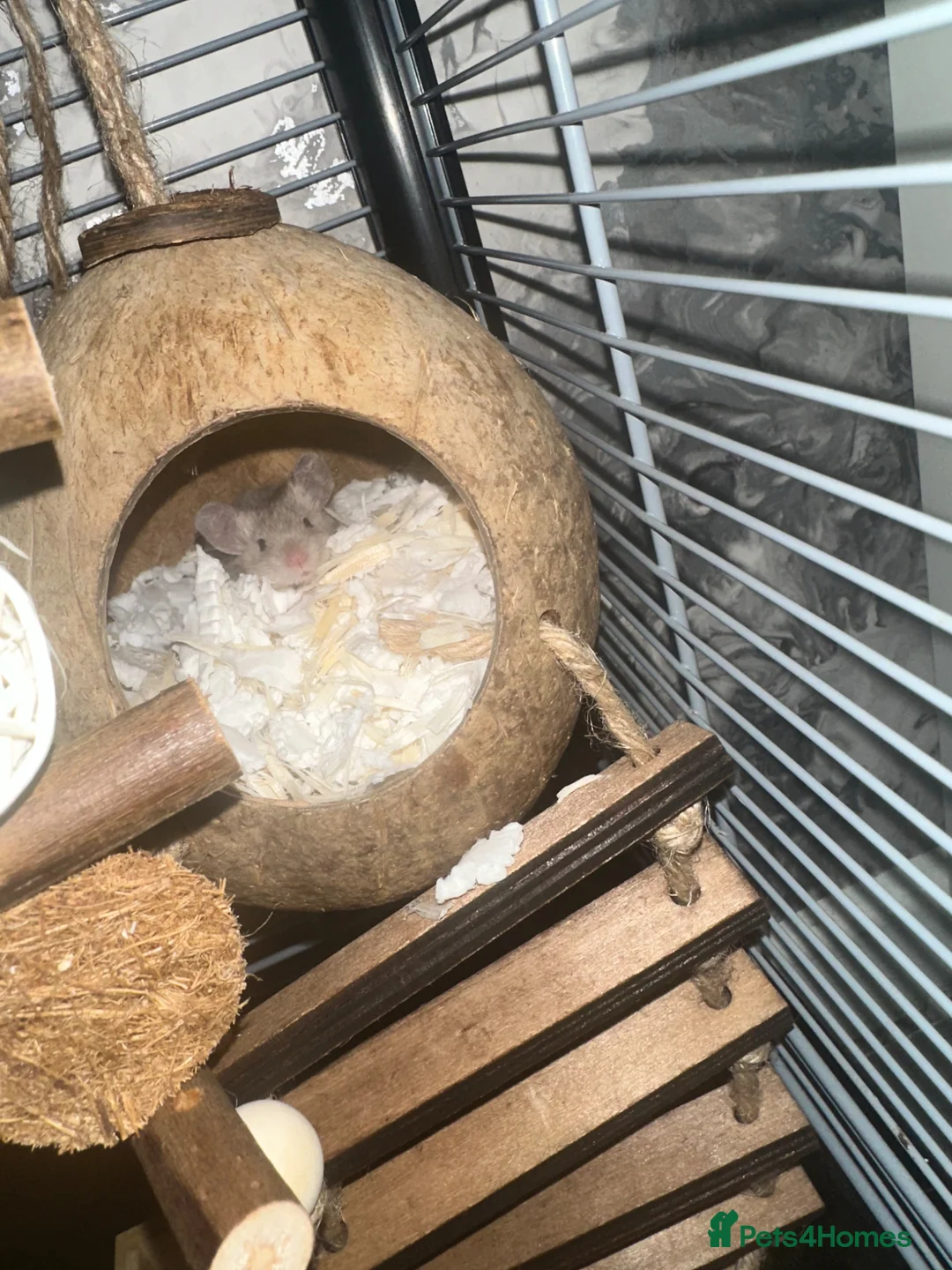 Mouse rodents for sale: 3 male mice - Advert 1