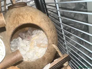 Mouse rodents 3 male mice - Advert 4