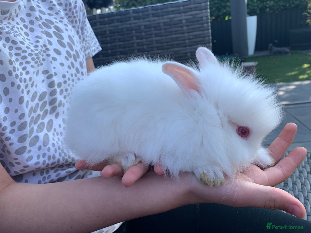Lionhead rabbits for sale: 7 Beautiful double mane Lionhead Bunnies  - Image 6