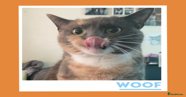 Mixed Breed cats - Advert 5