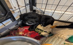 Mixed Breed dogs for sale: Stunning Puppies Ready to go 10 November - Image 23