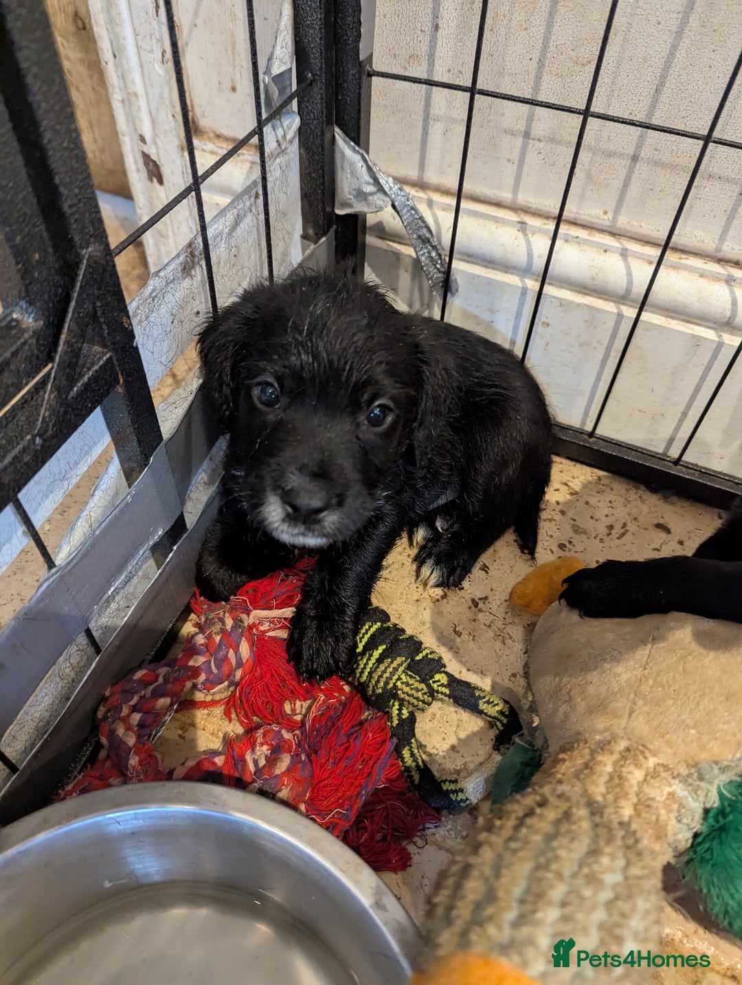 Mixed Breed dogs for sale: Stunning Puppies Ready to go 10 November - Image 23