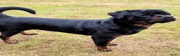 Rottweiler dogs for sale: Beautiful Female Rottweiler Available in Newcastle upon Tyne - Advert 4