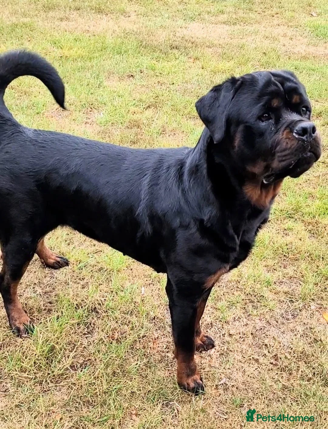 Rottweiler dogs for sale: Beautiful Female Rottweiler Available in Newcastle upon Tyne - Advert 4