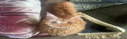 Maine Coon cats for sale: Ginger 3/4 Maine Coon in Bradford - Advert 10