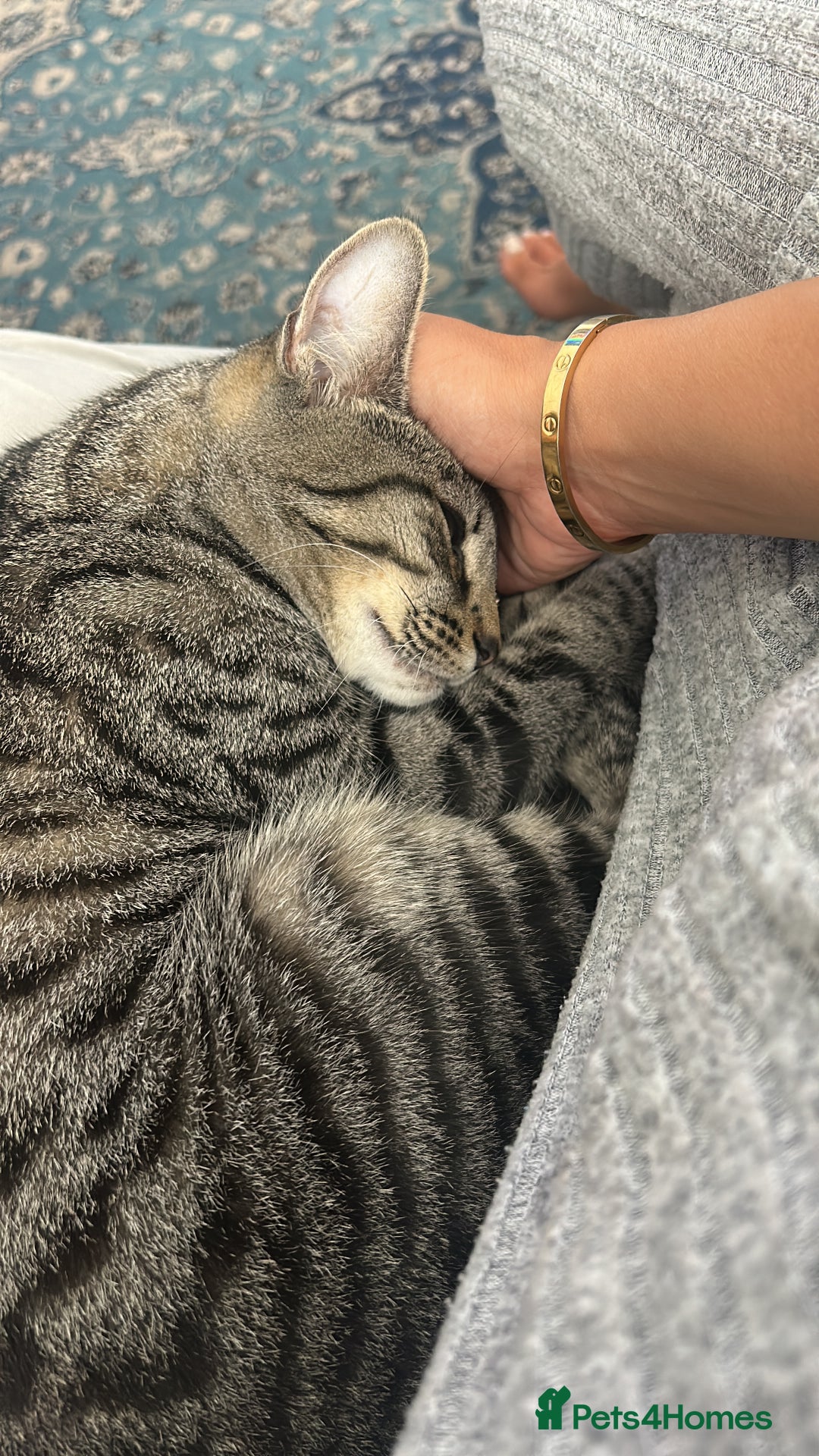 Mixed Breed cats for sale: Sisi loving cat  - Advert 3