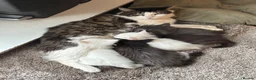 Maine Coon cats for sale: Maine coon cubs - some polydactyl  - Advert 4