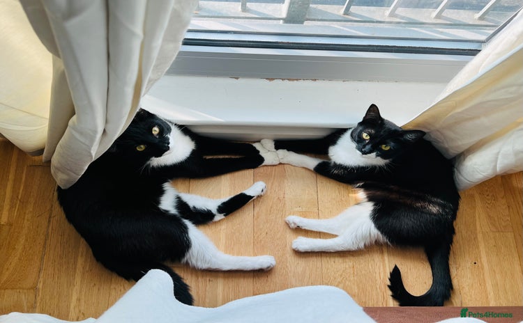 Mixed Breed cats - Advert 3