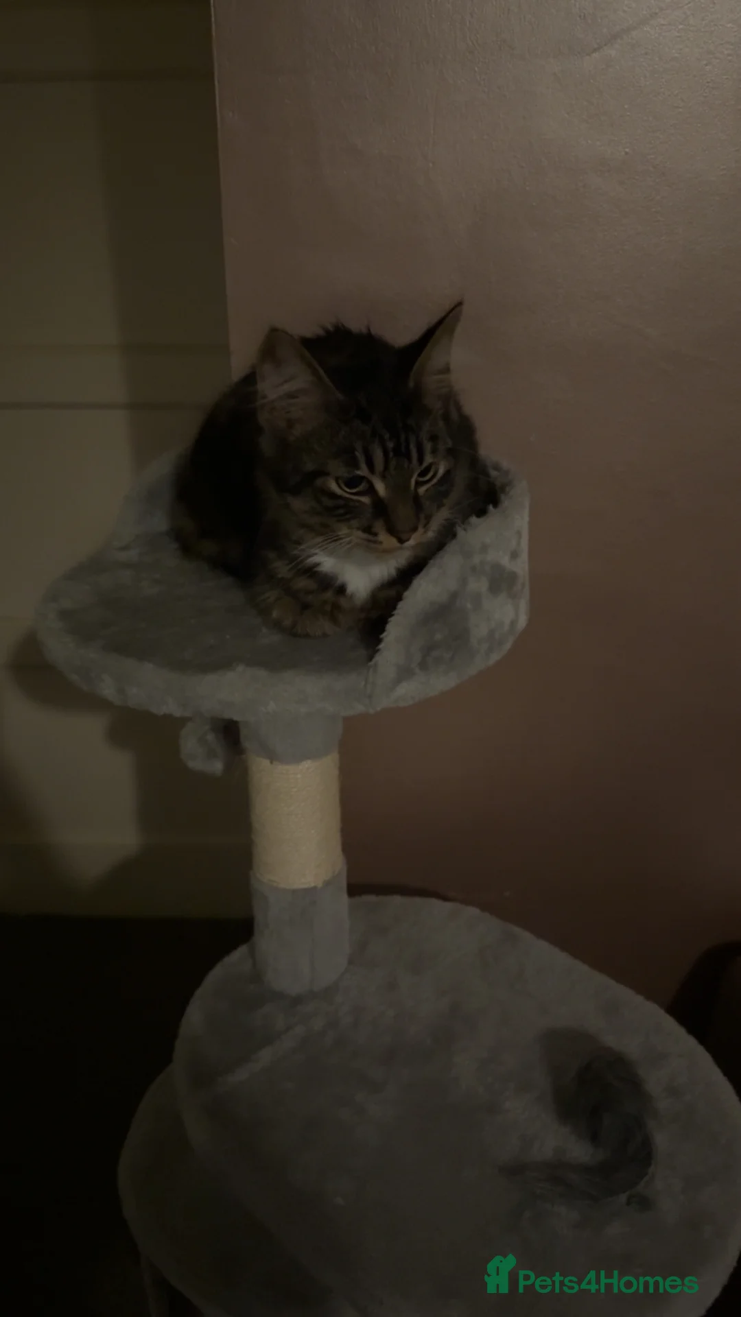 Mixed Breed cats for stud: Fluffy tabby cross Maine coon  in Birkenhead - Advert 4