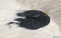 Standard Poodle dogs for sale: Exceptional Health Tested Puppies Due - Advert 29