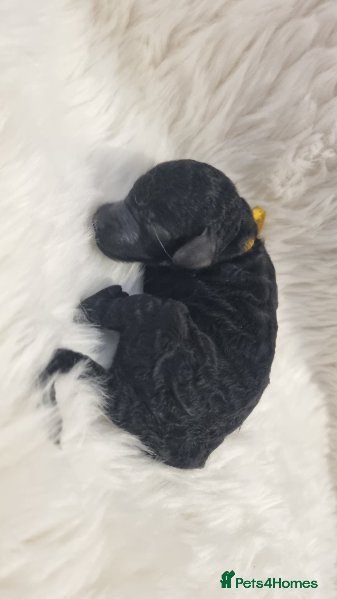 Standard Poodle dogs for sale: Exceptional Health Tested Puppies Due - Advert 29