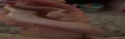 Python Snake reptiles for sale: ball python  - Advert 3