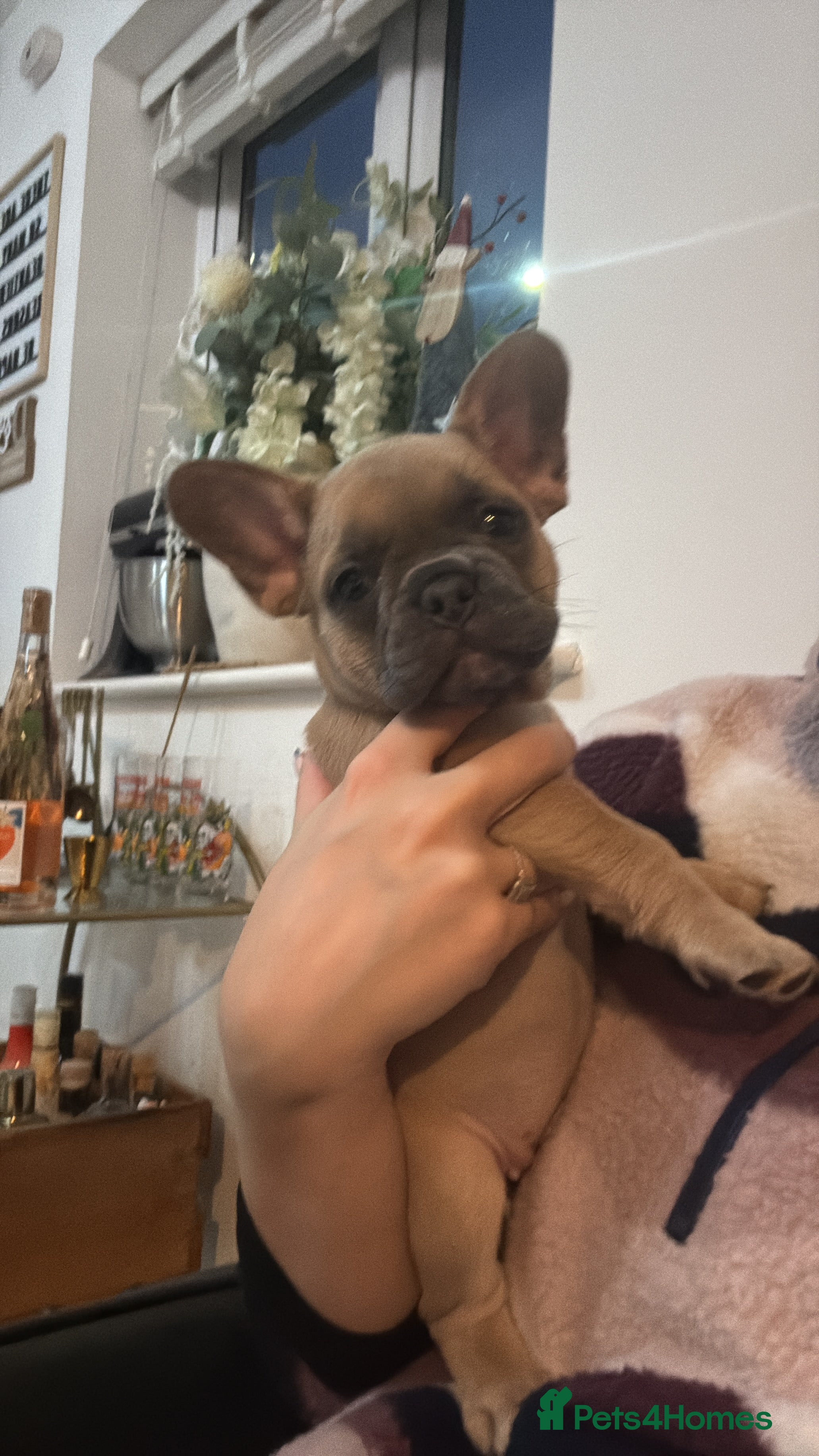 French Bulldog dogs READY! LAST ONE! French Bulldog puppies! (REDUCED) - Advert 12