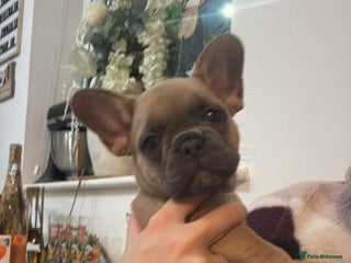 French Bulldog dogs READY! LAST ONE! French Bulldog puppies! (REDUCED) - Advert 1