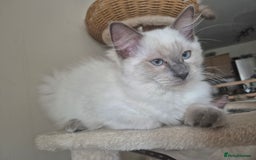 Ragdoll cats for sale: 4 energetic ragdoll fluffballs  - Image 5