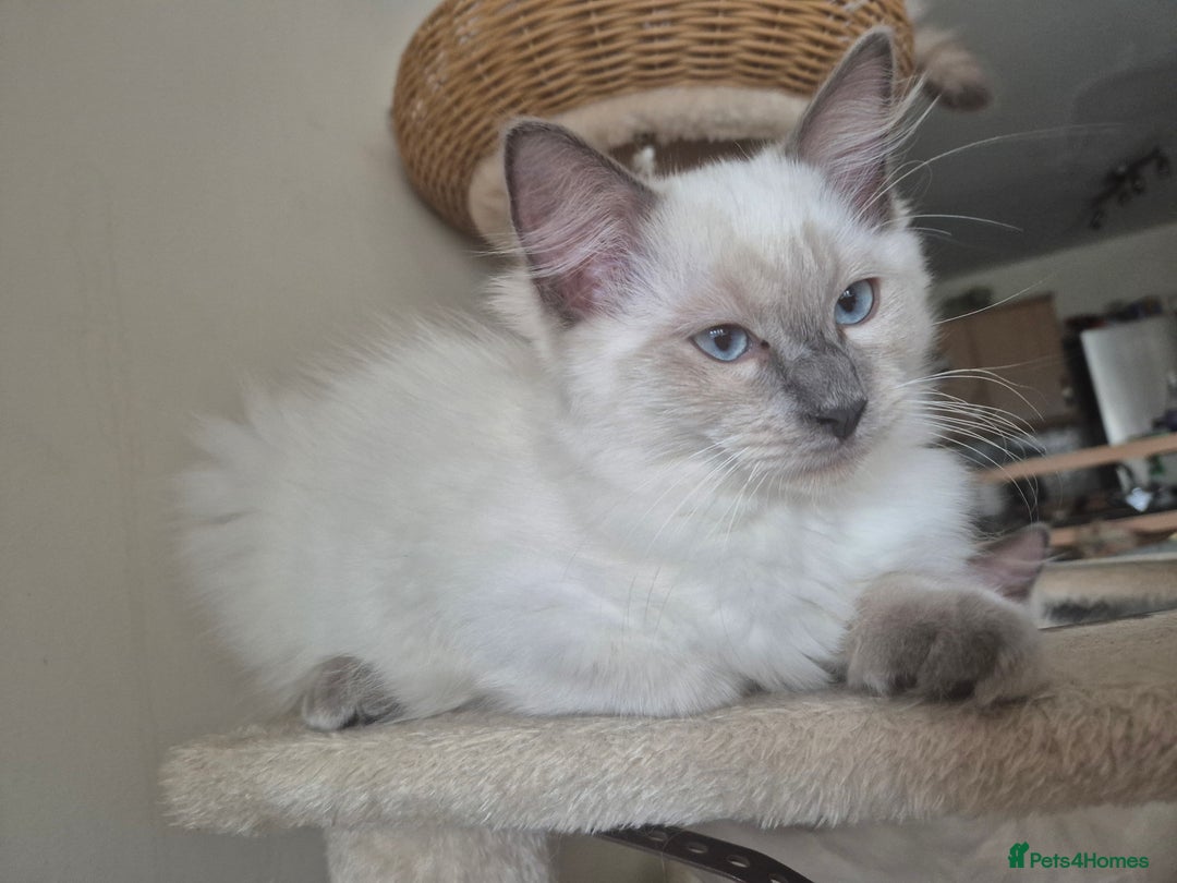 Ragdoll cats for sale: 4 energetic ragdoll fluffballs  - Image 5