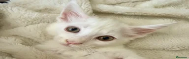 Maine Coon 3