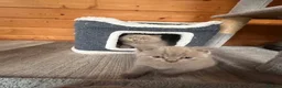 British Shorthair cats for sale: Selling british short hair kittens in Peterhead - Advert 12