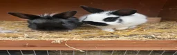 Mixed Breed rabbits for sale: Rabbits  - Advert 8