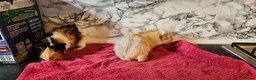 Guinea Pig rodents for sale: 2 pairs of brothers  - Advert 12