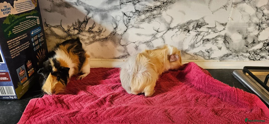 Guinea Pig rodents for sale: 2 pairs of brothers  - Advert 12