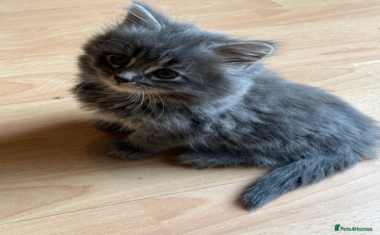 Mixed Breed cats - Advert 12