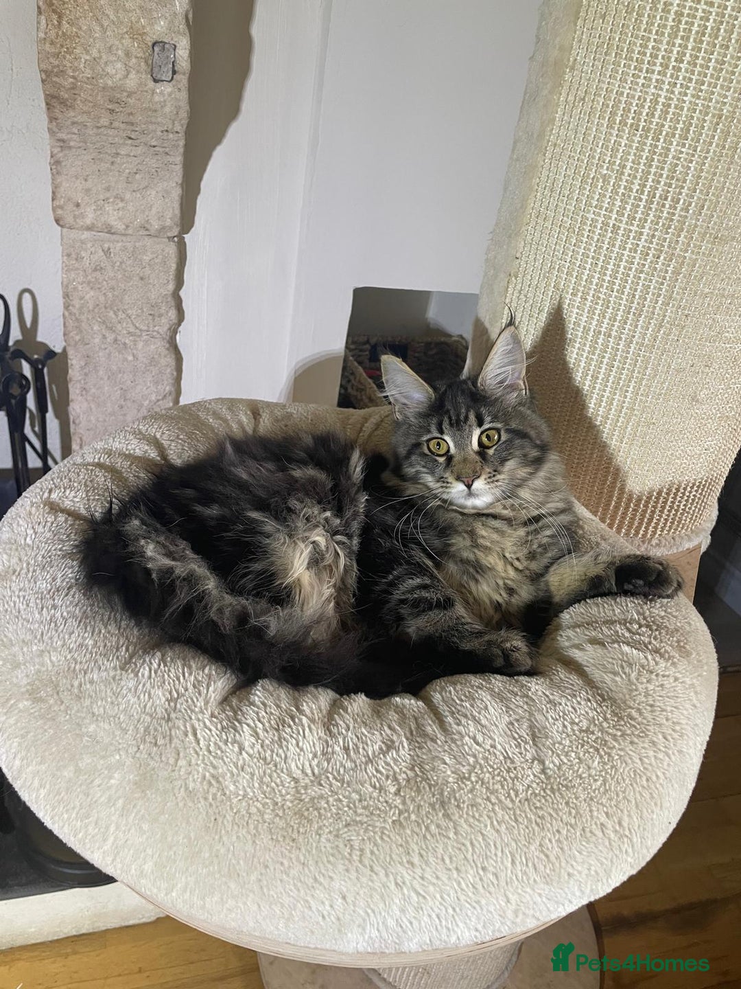 Maine Coon cats for sale: Stunning Maine Coon kittens - Advert 9