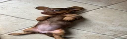 Miniature Dachshund dogs for sale: ONLY 2 LEFT! KC Registered Miniature Dachsunds - Advert 4