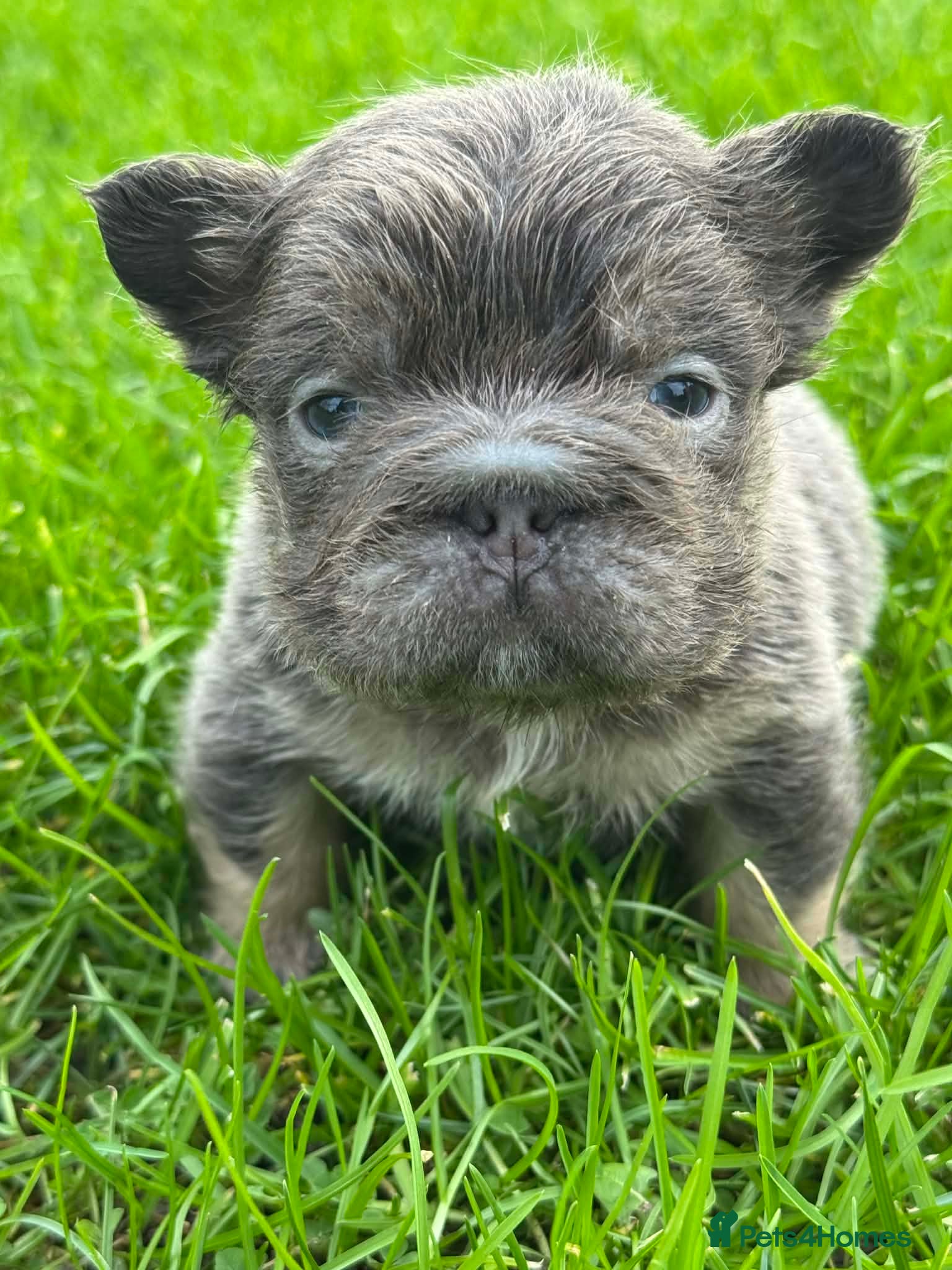 French Bulldog dogs BEAUTIFUL LILAC AND TAN FLUFFY FEMALE  - Advert 14