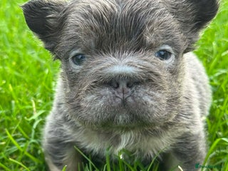 French Bulldog dogs 5 AMAZING QUALITY FRENCH BULLDOG PUPS - Advert 11