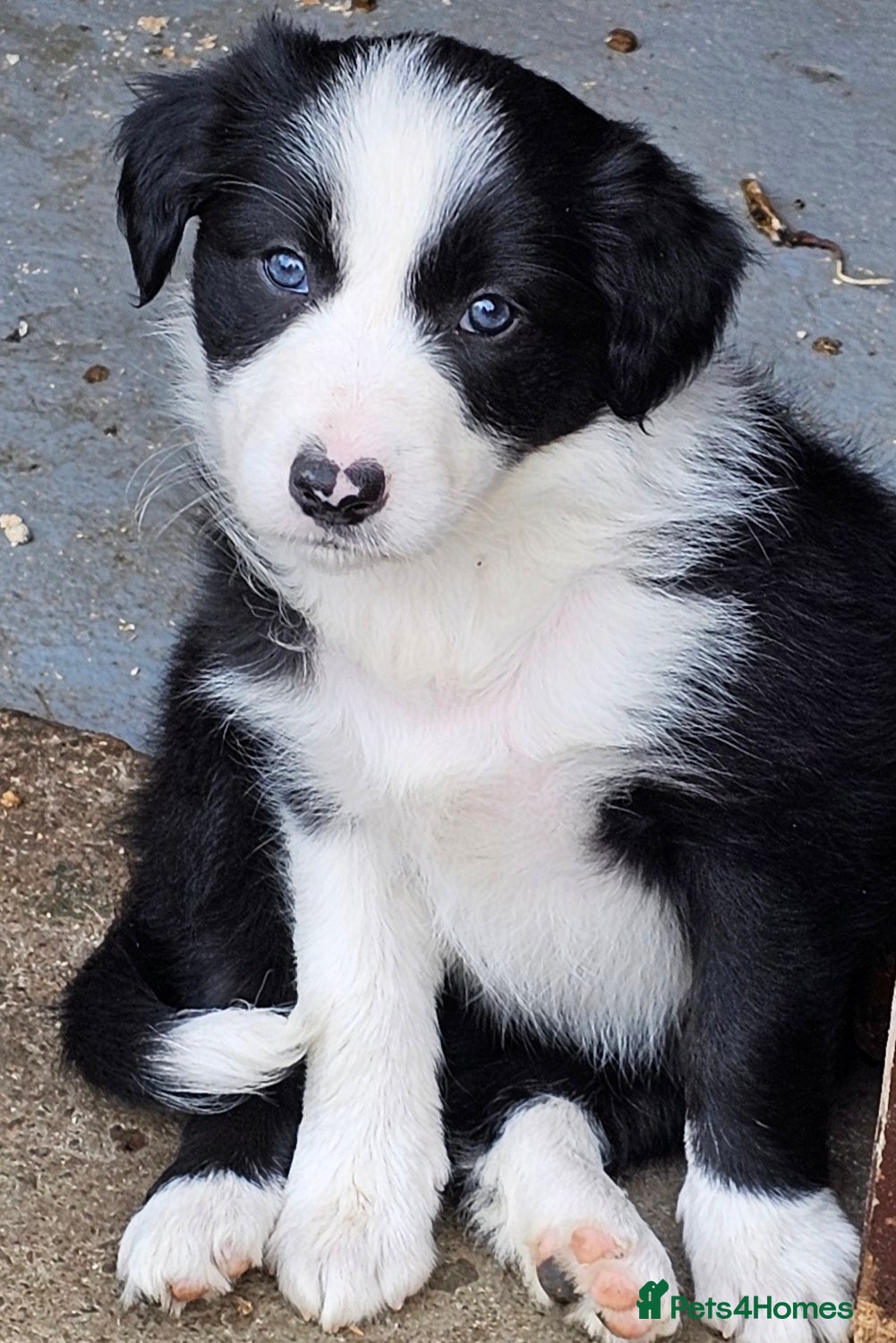 Border Collie dogs for sale: Border collie girl 14 months old - Advert 6