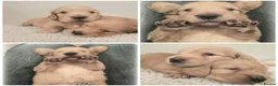 Miniature Dachshund dogs for sale: Show quality mini longhaired dachshunds pups - Advert 3