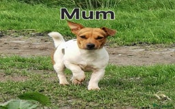 Jack Russell dogs for sale: Stunning Jack Russell Pups - Image 8