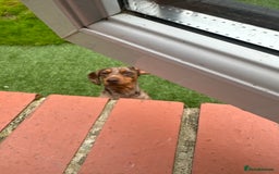 Miniature Dachshund dogs for sale: Female Chocolate tan dapple  - Image 6