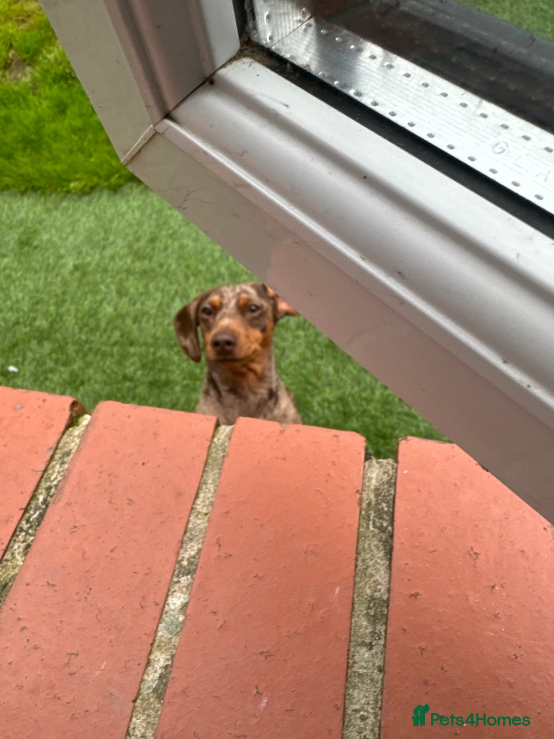 Miniature Dachshund dogs for sale: Female Chocolate tan dapple  - Image 6