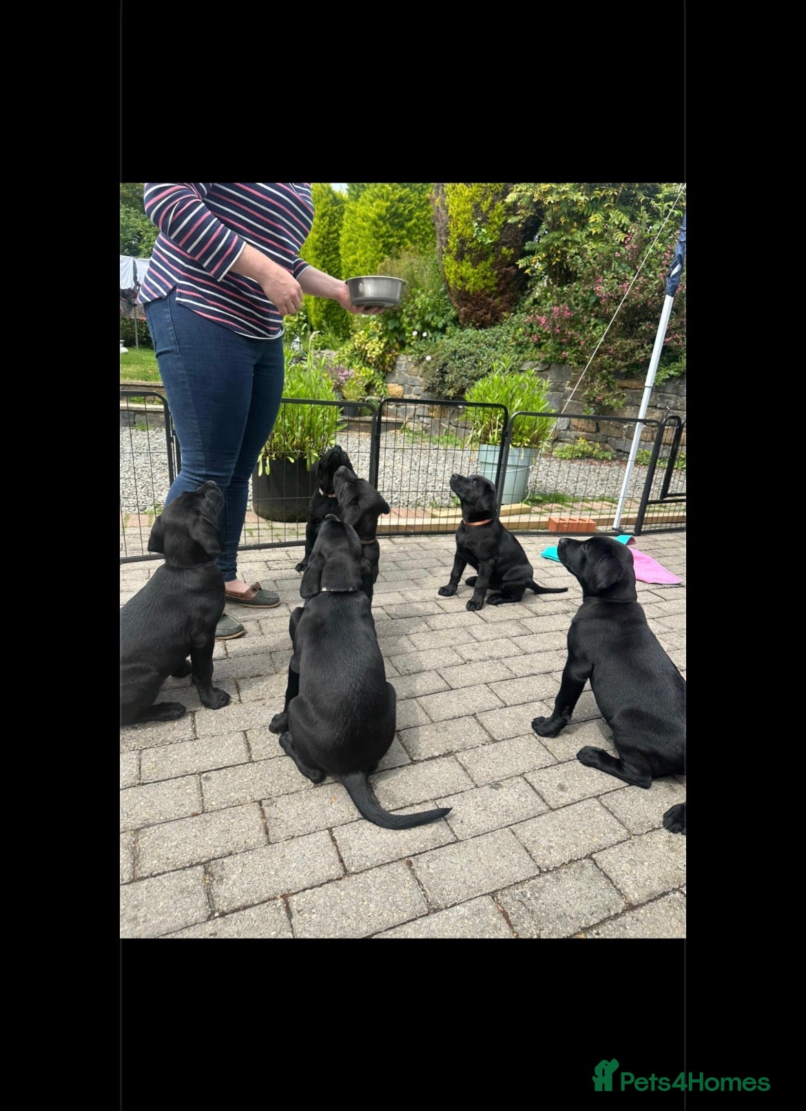 Labrador Retriever dogs 10week 1 Bitch 1 Dog  KC labrador puppy - Advert 2