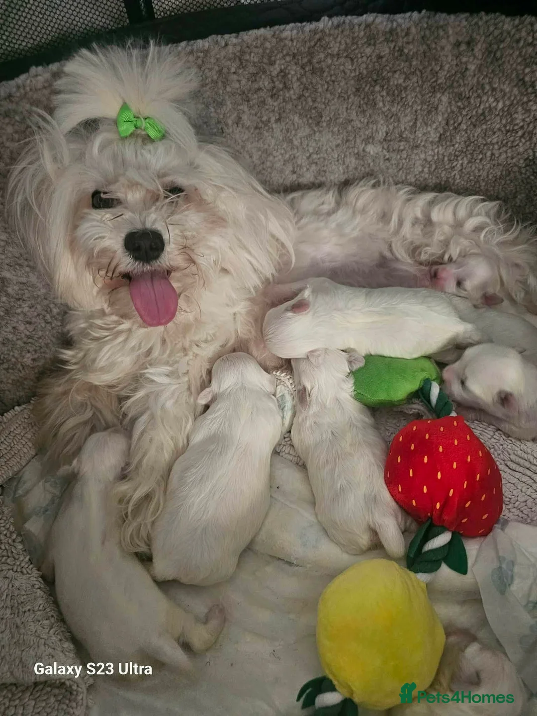Maltese dogs for sale: Beautiful full breed Maltese puppies in Walsall - Advert 2