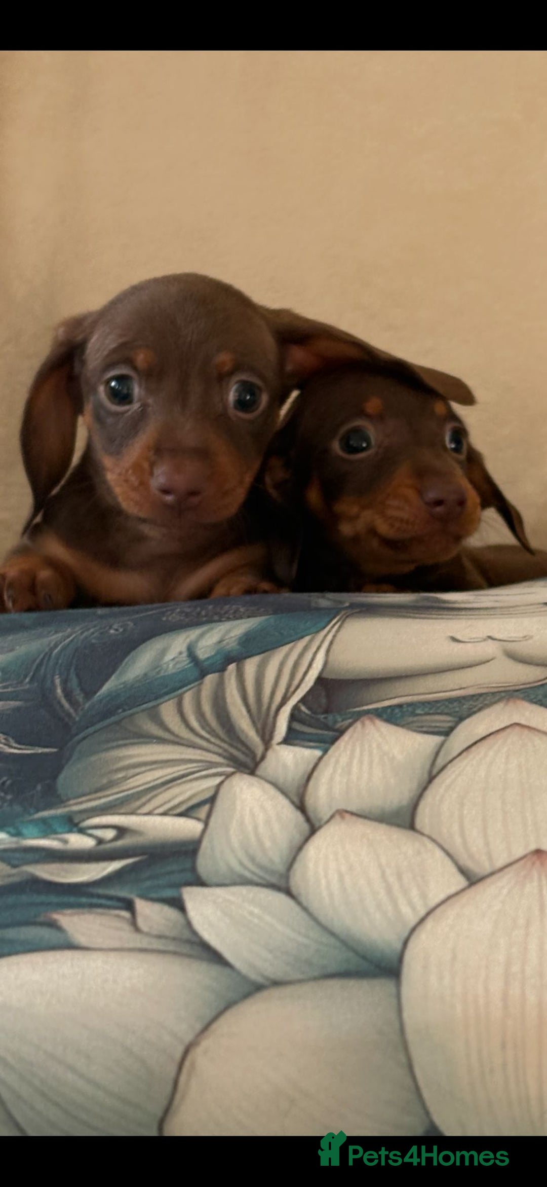 Miniature Dachshund dogs for sale: 5 Gorgeous chocolate and tan miniature dachshunds - Image 6