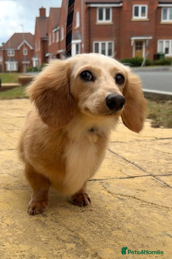 Miniature Dachshund dogs KC registered Long haired miniature Dachshund  - Advert 9